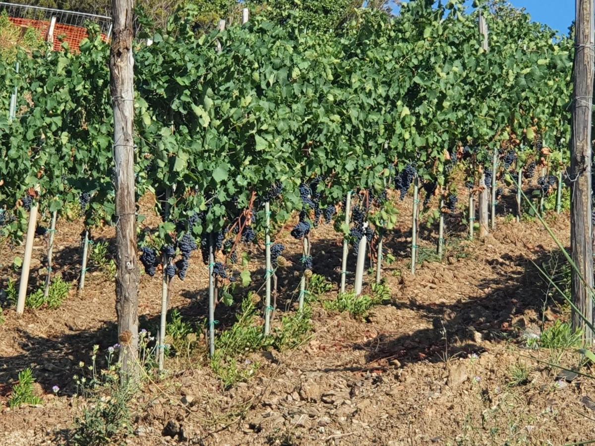 Agriturismo Le Terre Di Venere Acciaroli Exterior foto